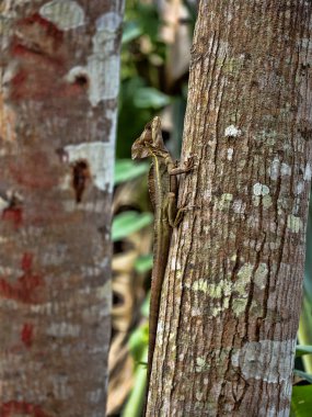 Erkek kahverengi Basilisk, Basiliscus vittatus, bir ağacın bir yağmur ormanlarında, Guatemala.