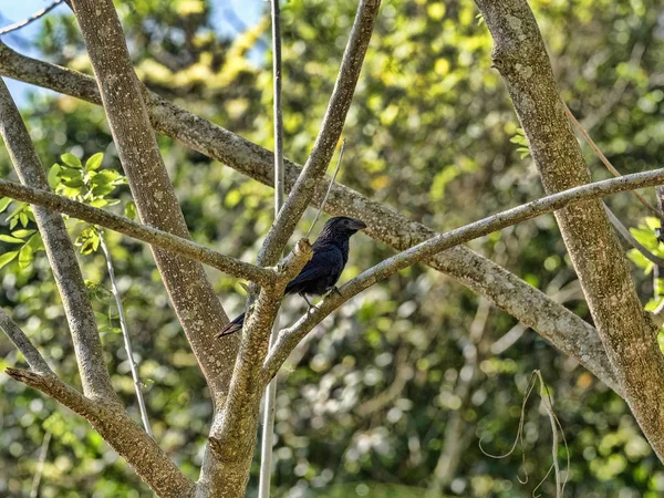Grove-billed ani, Crotophaga sulcirostris, seduto su rami d'albero, Guatemala — Foto Stock