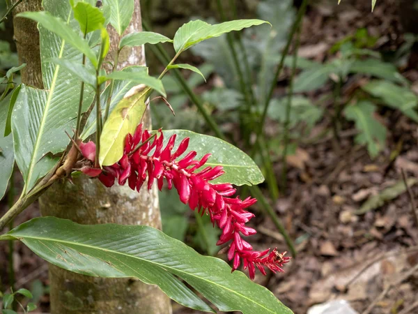 Tropische rode bloemen op een boom, Guatemala. — Stockfoto