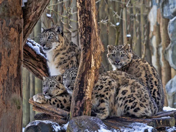 Leopardo de neve fêmea, Uncia onça, com pintinho subadulto — Fotografia de Stock