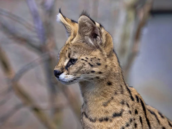 Retrato de Serval, Leptailurus serval, animal em guarda — Fotografia de Stock