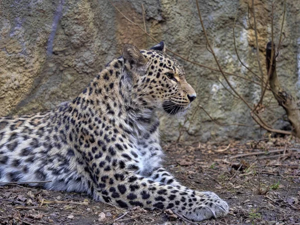 Persisk Leopard, Panthera pardus saxicolor, iaktta omgivningen — Stockfoto