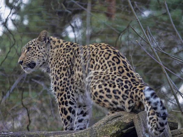 De vrouwelijke Perzische Luipaard, Panthera pardus saxicolor, ligt hoog op een tak — Stockfoto