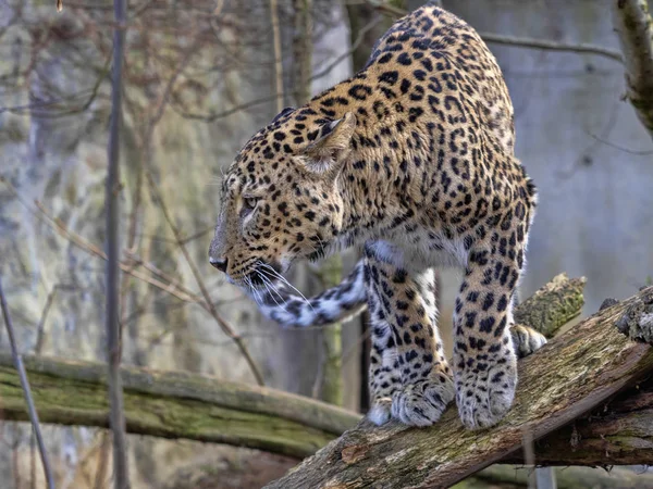 Персидский леопард мужчина, Panthera pardus saxicolor, сидит на ветке — стоковое фото