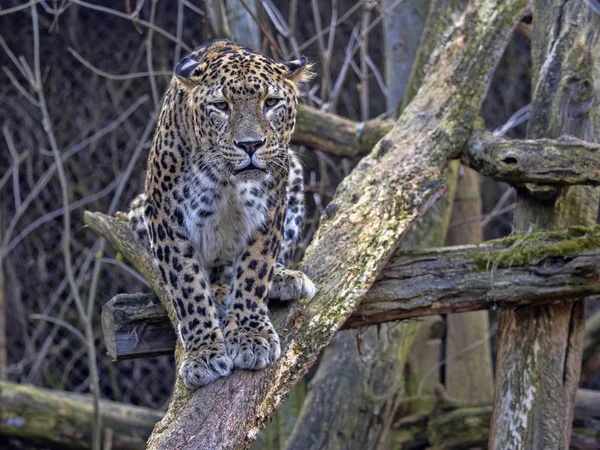 Perzische Luipaard mannelijke, Panthera pardus saxicolor, zittend op een tak — Stockfoto