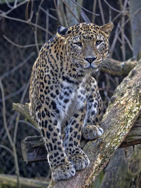 Perzische Luipaard mannelijke, Panthera pardus saxicolor, zittend op een tak — Stockfoto