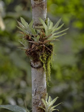 Ananas ve Guatemala bromelies kaplı ağaçların dalları.