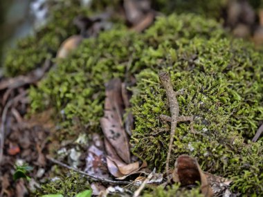 Küçük iguana moss, Guatemala