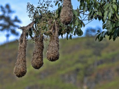 Uzun kuyruklu Meadowlark yuva ağaç dalları, Guatemala üzerinde asılı