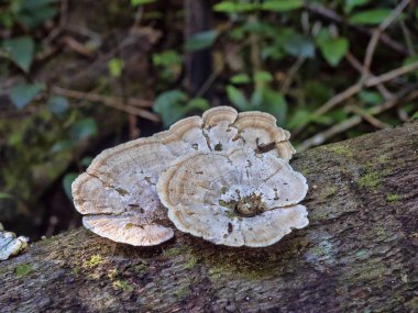 Grup mantar üzerinde düşmüş gövde, Guatemala