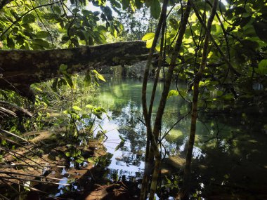 Aşırı büyümüş orman, Guatemala iç içine görüntülemek