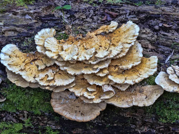 Gruppo di funghi sul tronco caduto, Guatemala — Foto Stock