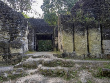 Piramitleri ülkenin en önemli Maya şehir Tikal Park, Guatemala