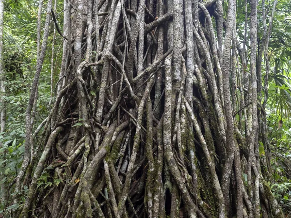 Una enorme maraña de reptiles en un tronco de árbol tropical, Guatemala — Foto de Stock