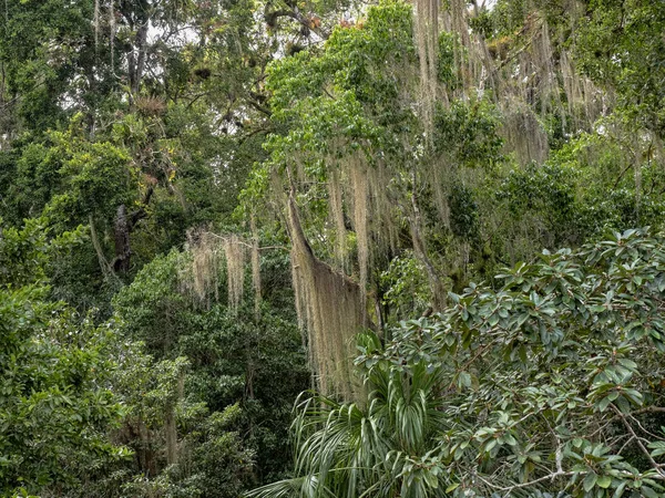 A hatalmas kombináció Usneoides broméliák. Tikal Park, guatemalai maja város — Stock Fotó