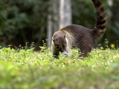 Güney Amerika coati, Nasua nasua, yağmur ormanlarında, Guatemala gıda arıyorsunuz