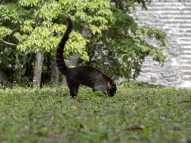 Güney Amerika coati, Nasua nasua, yağmur ormanlarında, Guatemala gıda arıyorsunuz