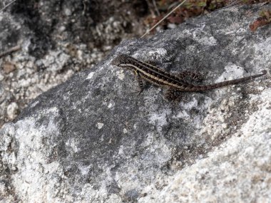 Taş bir yağmur ormanlarında, Guatemala oturan küçük Iguana