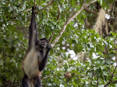 Spider Monkey, Ateles geoffroyi, sadece olgunlaşmış meyve rainforest, Guatemala seçer.