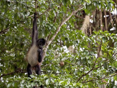 Spider Monkey, Ateles geoffroyi, sadece olgunlaşmış meyve rainforest, Guatemala seçer.