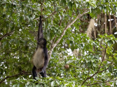 Spider Monkey, Ateles geoffroyi, sadece olgunlaşmış meyve rainforest, Guatemala seçer.