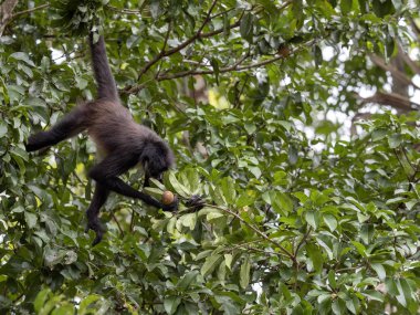 Spider Monkey, Ateles geoffroyi, sadece olgunlaşmış meyve rainforest, Guatemala seçer.