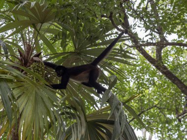 Spider Monkey, Ateles geoffroyi, sadece olgunlaşmış meyve rainforest, Guatemala seçer.