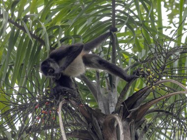 Spider Monkey, Ateles geoffroyi, sadece olgunlaşmış meyve rainforest, Guatemala seçer.