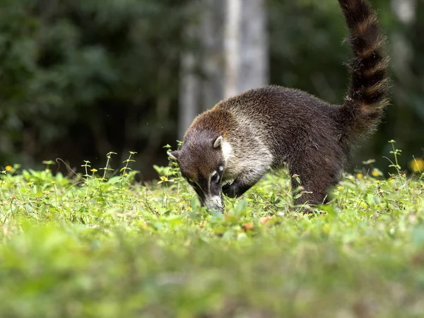 Amerika Selatan coati, Nasua nasua, mencari makanan di hutan hujan, Guatemala — Stok Foto