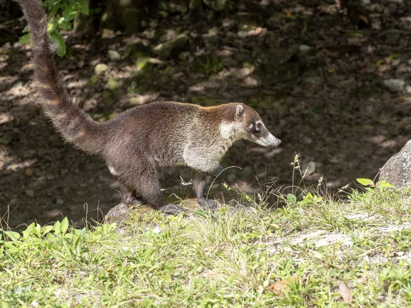 Amerika Selatan coati, Nasua nasua, mencari makanan di hutan hujan, Guatemala — Stok Foto