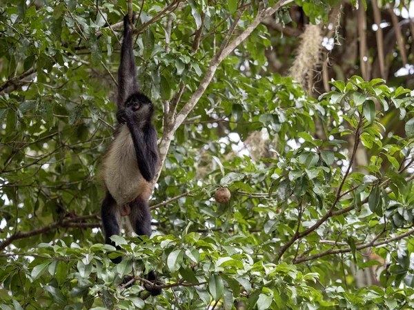 Spinaap, Ateles geoffroyi, kiest alleen rijpe vruchten in het regenwoud, Guatemala — Stockfoto