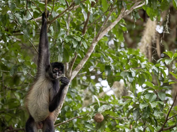 Czepiak brązowy, Ateles geoffroyi, wybiera tylko dojrzałe owoce w lesie deszczowym, Gwatemala — Zdjęcie stockowe