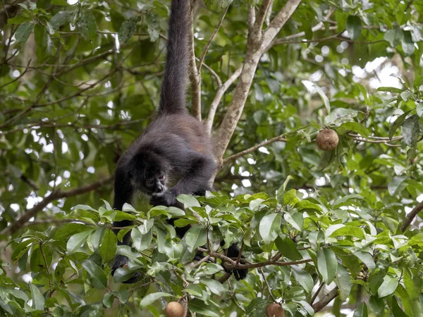 Czepiak brązowy, Ateles geoffroyi, wybiera tylko dojrzałe owoce w lesie deszczowym, Gwatemala — Zdjęcie stockowe