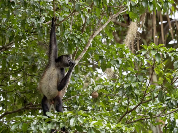 Spinaap, Ateles geoffroyi, kiest alleen rijpe vruchten in het regenwoud, Guatemala — Stockfoto