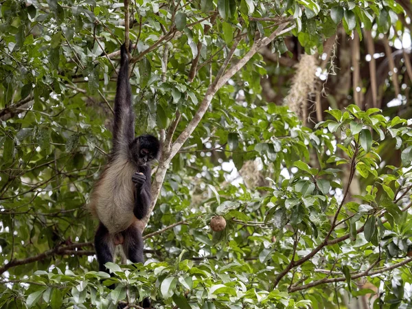 Spinaap, Ateles geoffroyi, kiest alleen rijpe vruchten in het regenwoud, Guatemala — Stockfoto