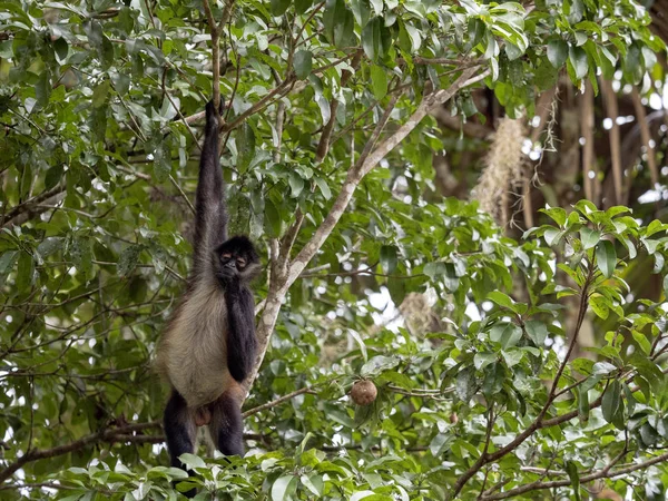 Pókmajom Ateles geoffroyi, választása szerint csak érett gyümölcsök az esőerdők, Guatemala — Stock Fotó