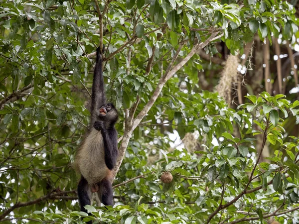 Spider Monkey, Ateles geoffroyi, elige solo frutas maduras en la selva tropical, Guatemala — Foto de Stock