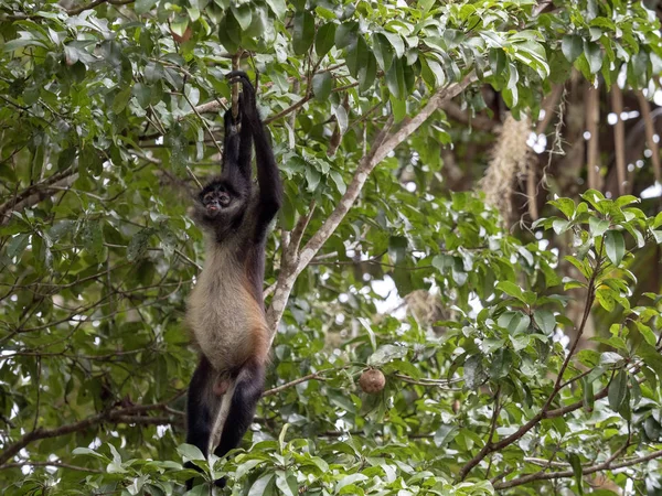 Spinaap, Ateles geoffroyi, kiest alleen rijpe vruchten in het regenwoud, Guatemala — Stockfoto