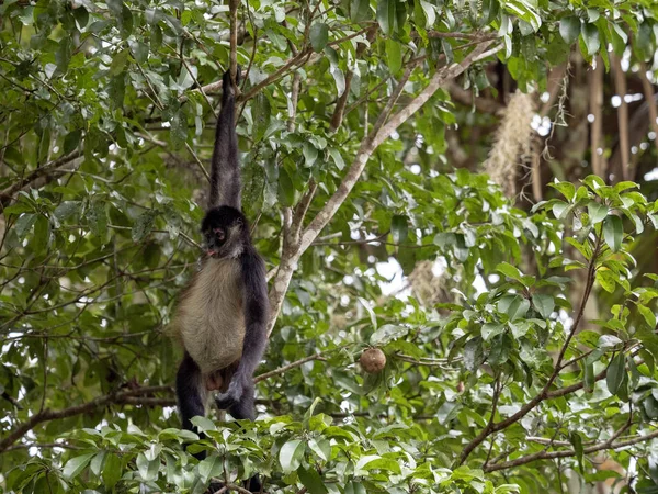 Spinnenaffe ateles geoffroyi wählt nur reife Früchte im Regenwald, Guatemala — Stockfoto