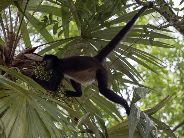 Spinnenaffe ateles geoffroyi wählt nur reife Früchte im Regenwald, Guatemala — Stockfoto