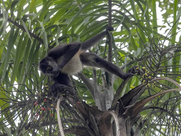 Pókmajom Ateles geoffroyi, választása szerint csak érett gyümölcsök az esőerdők, Guatemala — Stock Fotó