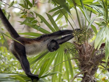 Spider Monkey, Ateles geoffroyi, sadece olgunlaşmış meyve rainforest, Guatemala seçer.