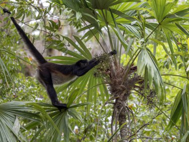 Spider Monkey, Ateles geoffroyi, sadece olgunlaşmış meyve rainforest, Guatemala seçer.