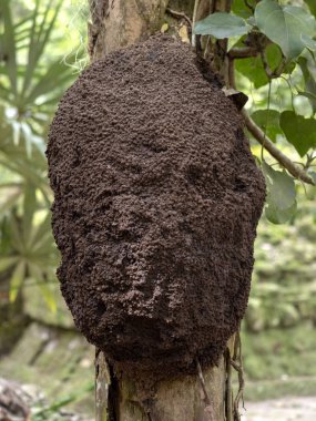 Küresel ağaç termitler dallarında, Guatemala