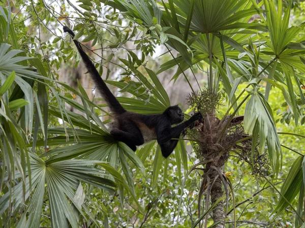 Spinnenaffe ateles geoffroyi wählt nur reife Früchte im Regenwald, Guatemala — Stockfoto