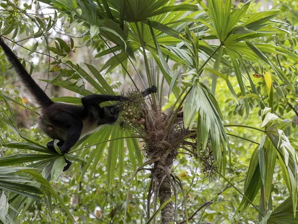 Spider Monkey, Ateles geoffroyi, väljer endast mogna frukter i regnskogen, Guatemala — Stockfoto