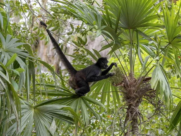 Spider Monkey, Ateles geoffroyi, chooses only ripe fruits in the rainforest, Guatemala — Stock Photo, Image