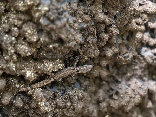 Un pequeño geco vive en una termita esférica de árboles, Guatemala — Foto de Stock