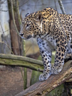 Farsça leopar erkek, Panthera pardus saxicolor, bir dalda oturan