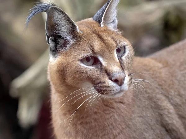 Portrait of sitting Jungle cat, Felis chaus